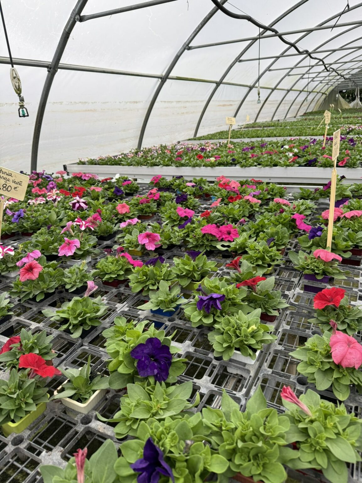 Fleures annuelles